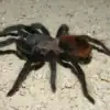 Tlitocatl vagans