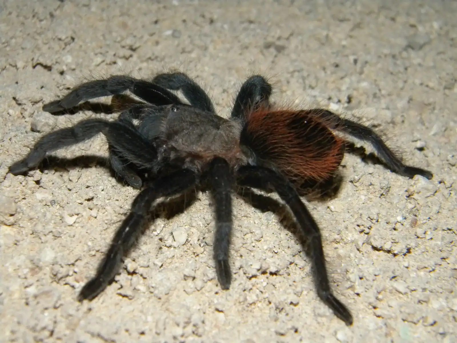 Tlitocatl vagans