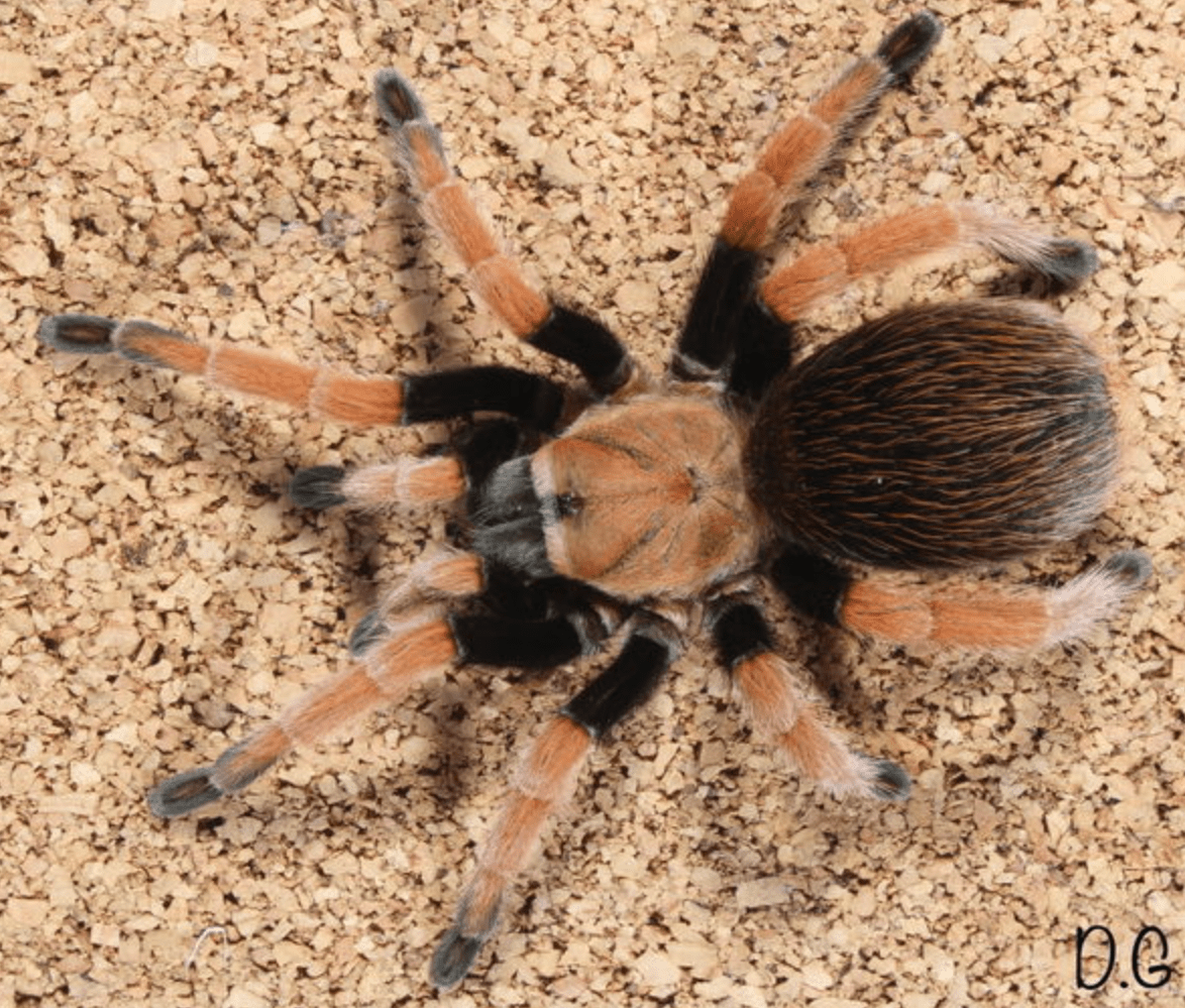 Aphonopelma bicoloratum