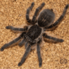 Harpactira baviana