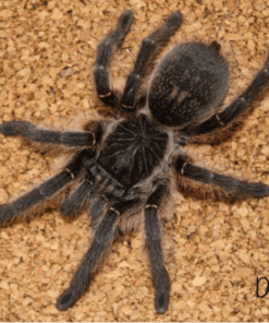 Harpactira baviana