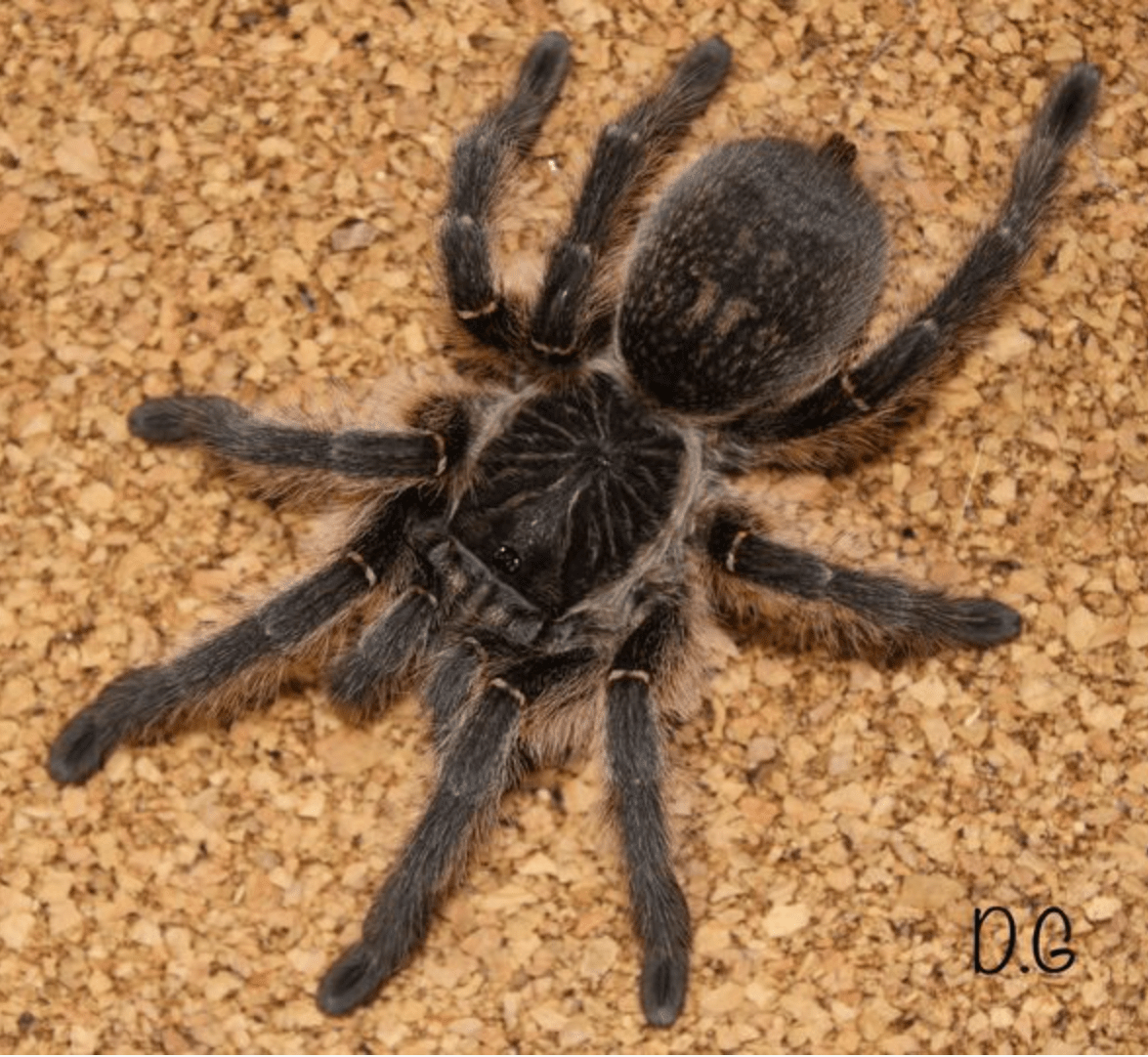 Harpactira baviana