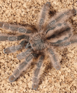 Iridopelma hirsutum