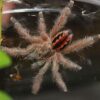 Ischnocolus vanandele
