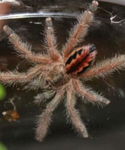 Ischnocolus