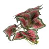 ProRep Terrestrial Begonia Salsa 14cm