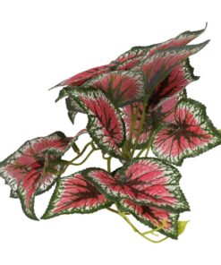 ProRep Terrestrial Begonia Salsa 14cm