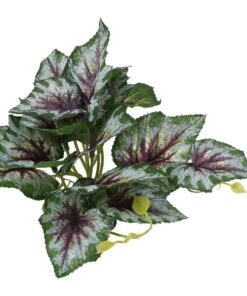 ProRep Terrestrial Begonia Silver Spirit 14cm