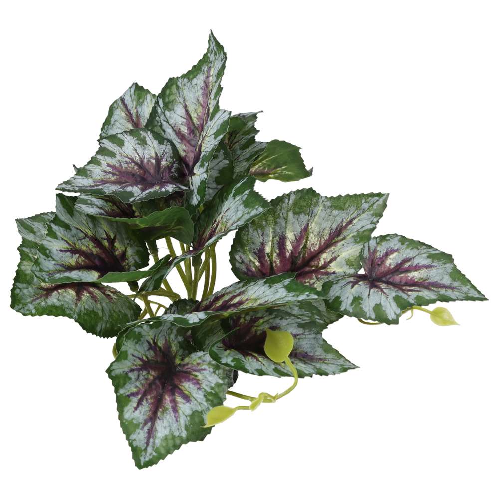 ProRep Terrestrial Begonia Silver Spirit 14cm