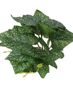 Terrestrial Begonia Polka Dot 14cm