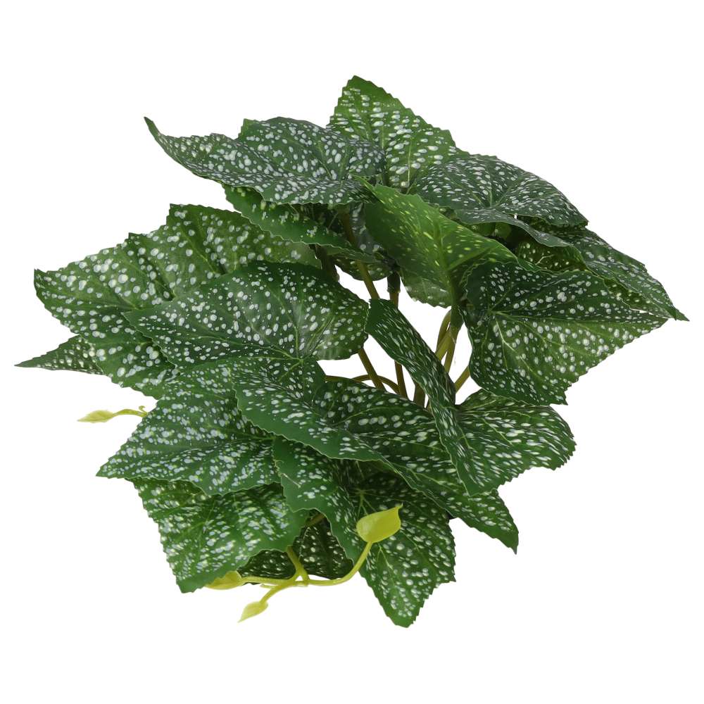 Terrestrial Begonia Polka Dot 14cm