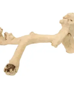 Java Wood – XXL (65cm+)