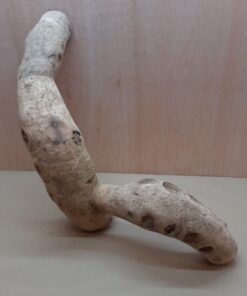Bamboo Root - XL - 4