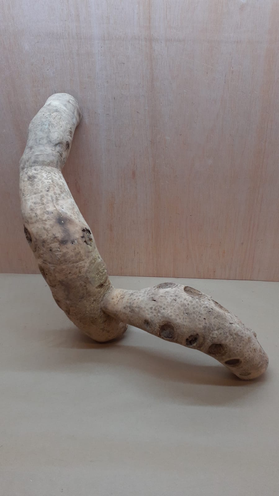 Bamboo Root - XL - 4