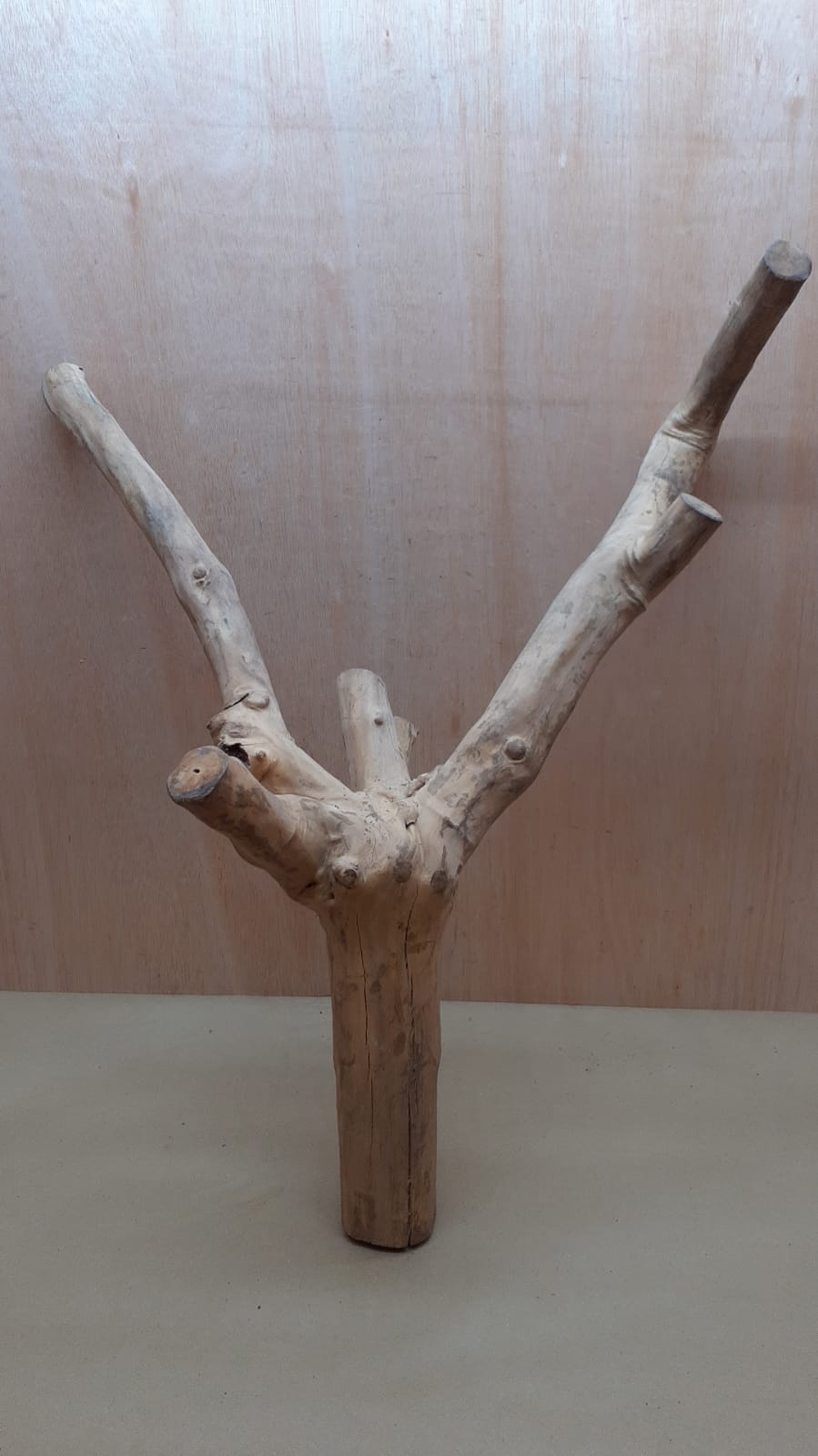 Java Wood - Double Stem - XXL 9