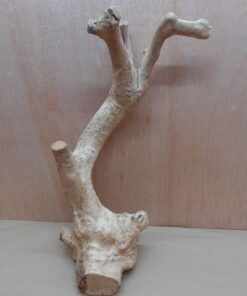Java Wood - Single Stem - Large 17