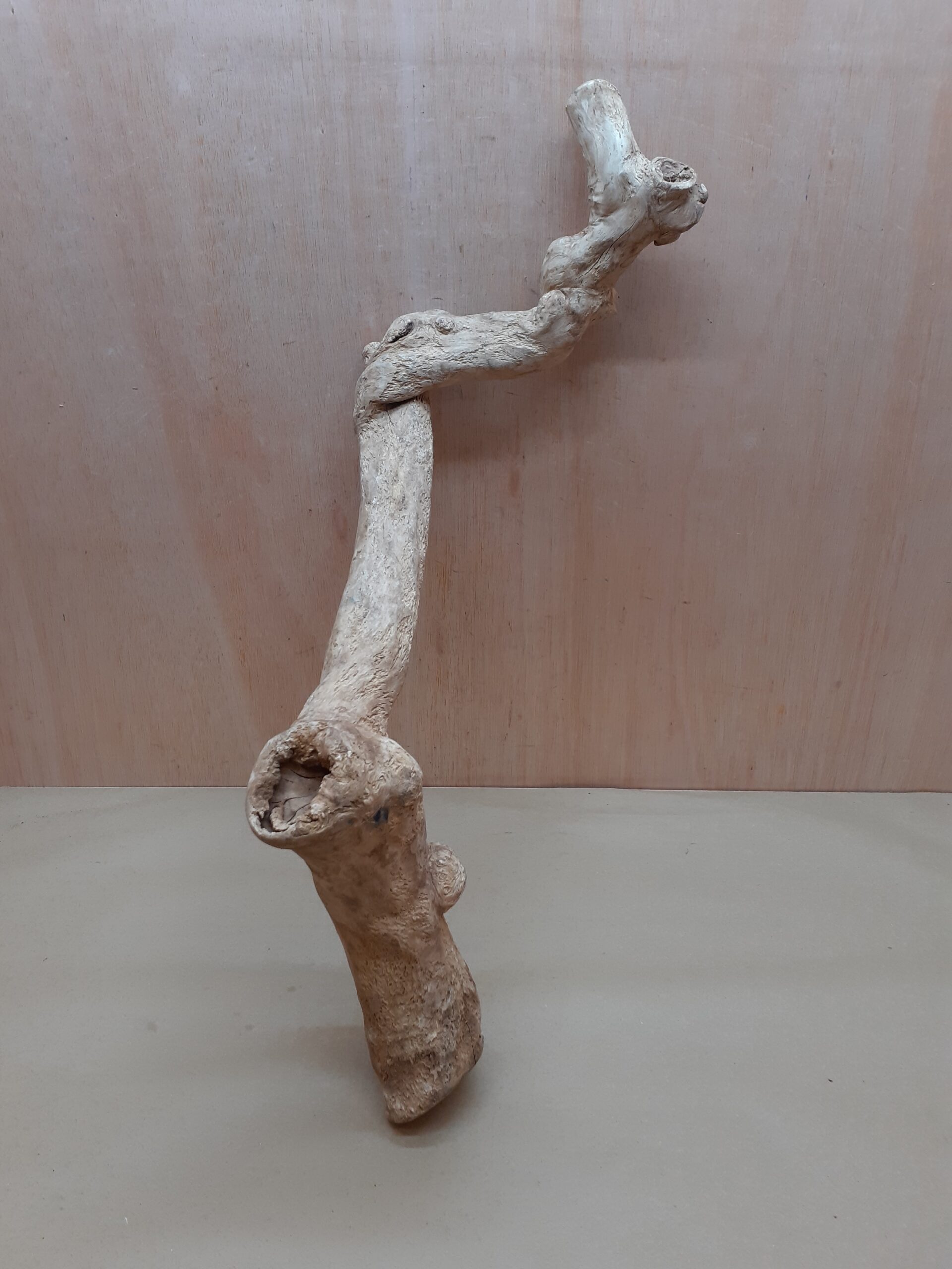 Java Wood - Single Stem - XL 17