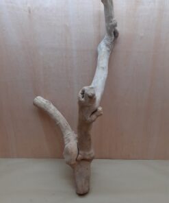 Java Wood - Double Stem - XXL 7